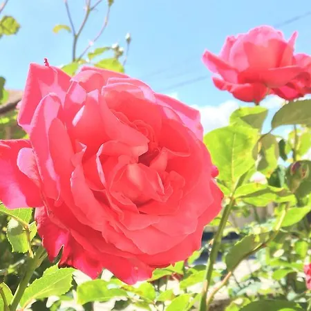 Tenuta San Rocco 3* Концано