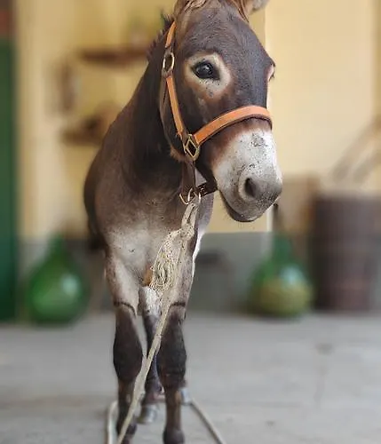 住宿加早餐酒店 Tenuta San Rocco